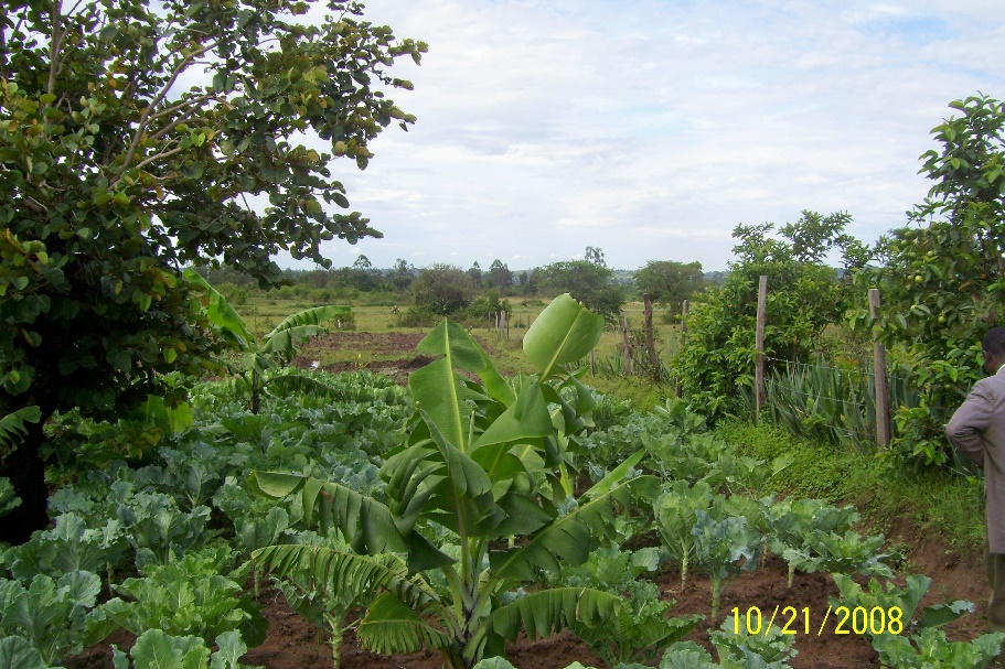 Homegarden in Nyangina in Kenia, Quelle: Trees for the future, intercropping example, Nyangina Village, CC BY 2.09