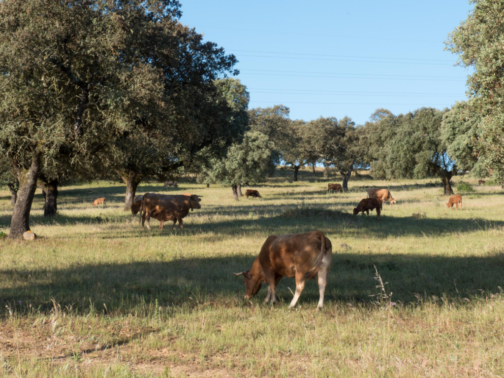 © Triebwerk Landwirtschaft